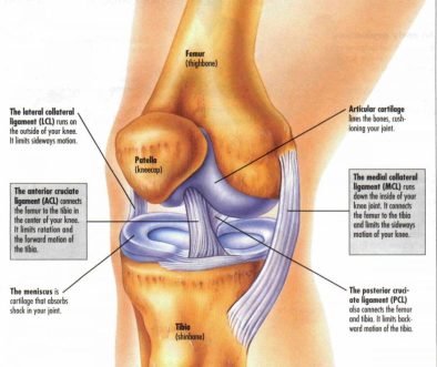 knee-diagram-anatomy-900x758
